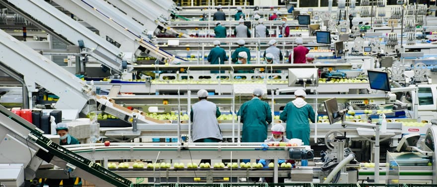 Funcionários de touca trabalhando em linhas de seleção de frutas em uma fábrica.